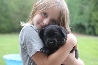 Labrador Retriever Puppy for sale in VANCOUVER, WA, USA