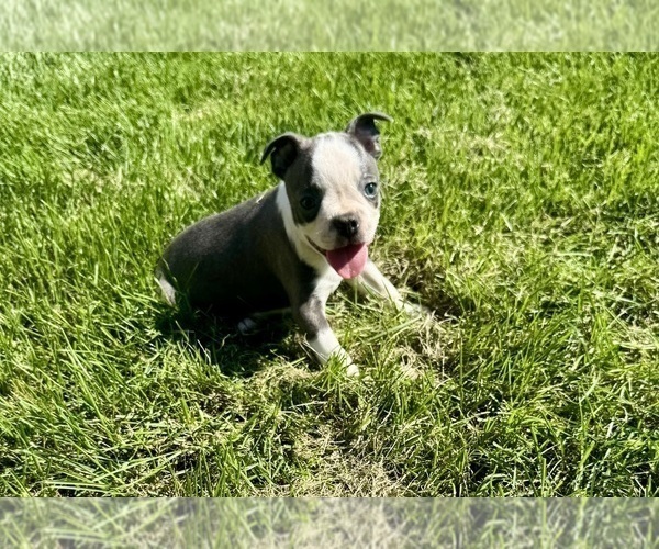 Medium Photo #4 Boston Terrier Puppy For Sale in BREMEN, IN, USA