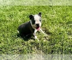 Small #3 Boston Terrier