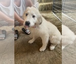 Small Photo #12 Great Pyrenees Puppy For Sale in MONEE, IL, USA