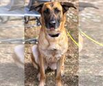 Small #2 German Shepherd Dog Mix