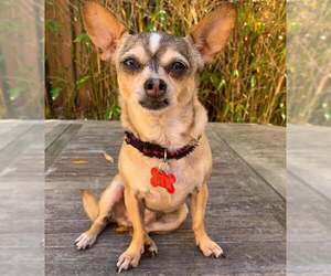 Chihuahua Dogs for adoption in San Diego, CA, USA