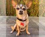 Small Chihuahua