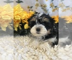Small Photo #1 Havanese Puppy For Sale in MARTINSVILLE, IN, USA