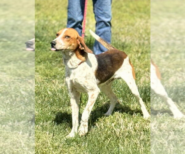 Medium Photo #3 Mutt Puppy For Sale in Glen Allen, VA, USA