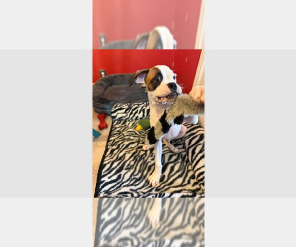 Medium Photo #1 Boxer Puppy For Sale in Austin, TX, USA