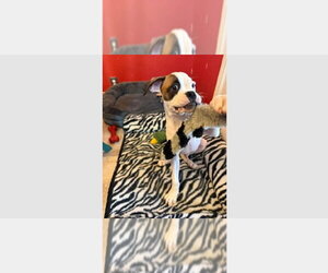 Boxer Dogs for adoption in Austin, TX, USA