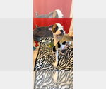Willie Pep - Male Boxer Dog for Adoption - Small photo