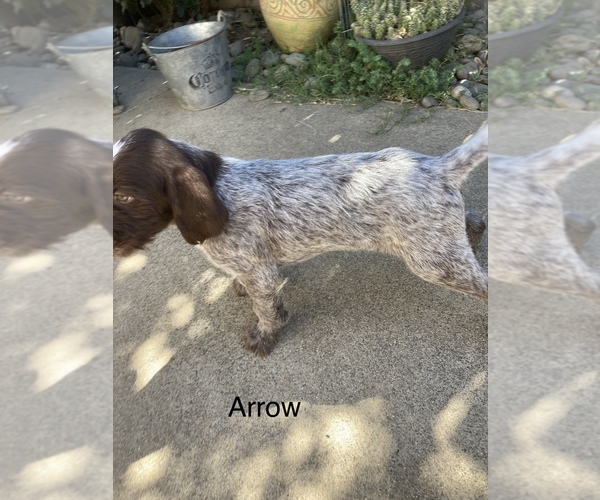 Medium Photo #5 Wirehaired Pointing Griffon Puppy For Sale in SACRAMENTO, CA, USA