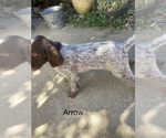 Small Photo #5 Wirehaired Pointing Griffon Puppy For Sale in SACRAMENTO, CA, USA