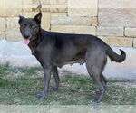 Small #1 Mutt