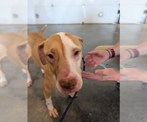American Staffordshire Terrier-Labrador Retriever Mix Dogs for adoption in Lee's Summit, MO, USA