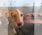 Small American Staffordshire Terrier-Labrador Retriever Mix