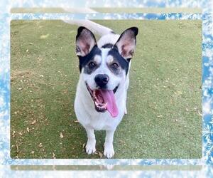 Labsky Dogs for adoption in Ojai, CA, USA