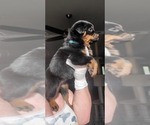 Small Photo #22 Rottweiler Puppy For Sale in PENSACOLA, FL, USA