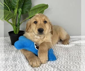 Golden Retriever Puppy for sale in FRANKLIN, IN, USA