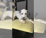 Small #9 Dalmatian