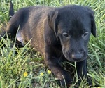Small Photo #14 Labrador Retriever Puppy For Sale in SPOTSYLVANIA, VA, USA