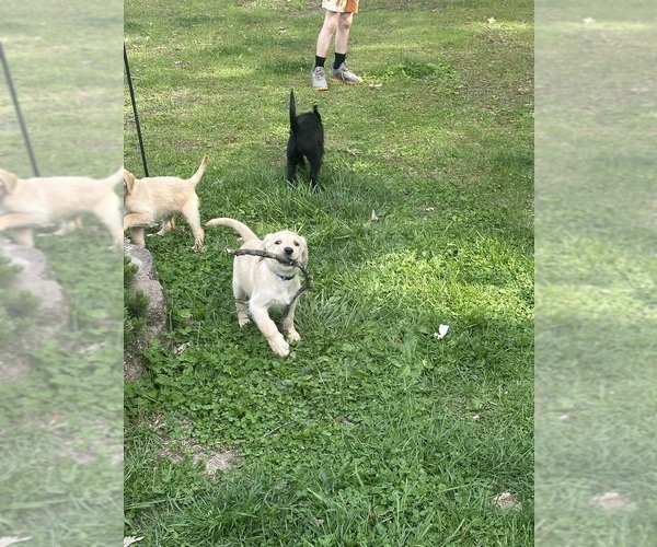 Medium Photo #13 Labradoodle Puppy For Sale in KIRKSVILLE, MO, USA