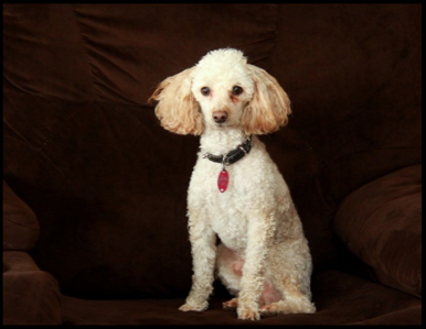 Medium Photo #1 Labradoodle Puppy For Sale in EPHRATA, PA, USA