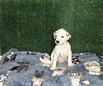 Puppy Rently Dalmatian