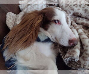 Dachshund Dogs for adoption in Sioux Falls, SD, USA