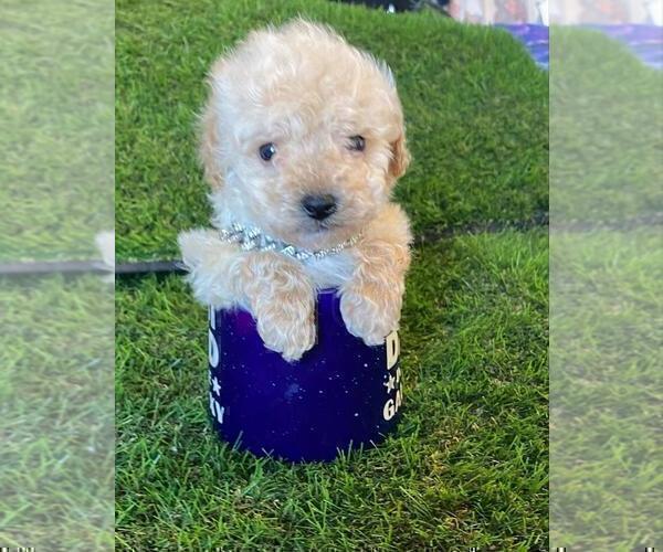 Medium Photo #20 Poodle (Toy) Puppy For Sale in THONOTOSASSA, FL, USA