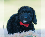 Puppy Colten Goldendoodle (Miniature)