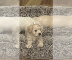Small #3 Poodle (Miniature) Mix