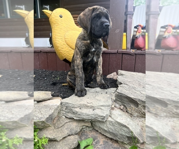 Medium Photo #15 Mastiff Puppy For Sale in FRAZIERS BOTTOM, WV, USA