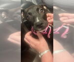Small #2 Labrador Retriever Mix