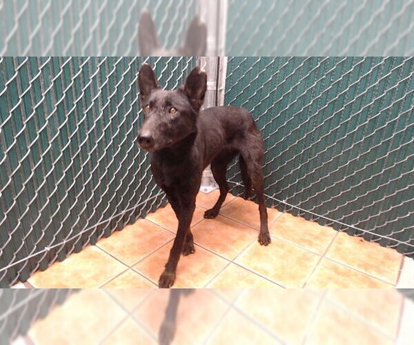 Medium Photo #1 Mutt Puppy For Sale in Downey, CA, USA