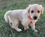 Small Photo #5 Golden Retriever Puppy For Sale in CHINA SPRING, TX, USA
