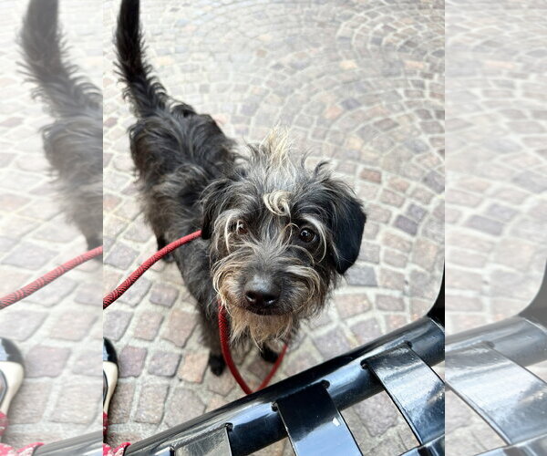 Medium Photo #1 Mutt Puppy For Sale in Los Angeles, CA, USA