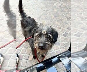 Mutt Dogs for adoption in Los Angeles, CA, USA