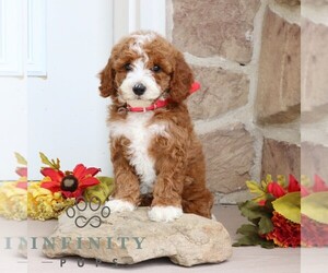 Goldendoodle (Miniature) Puppy for sale in GORDONVILLE, PA, USA
