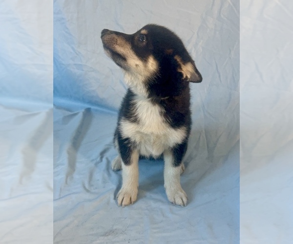 Medium Photo #6 Pomsky-Shiba Inu Mix Puppy For Sale in NASHUA, NH, USA