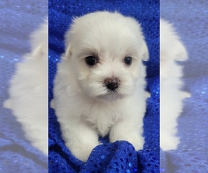 Maltese Puppy for sale in WINSLOW, AR, USA