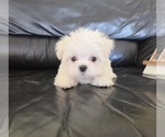 Small #2 Maltese