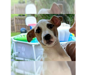 American Pit Bull Terrier-Unknown Mix Dogs for adoption in New York, NY, USA