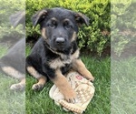 Small #2 German Shepherd Dog