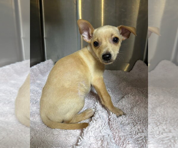 Medium Photo #3 Chihuahua-Unknown Mix Puppy For Sale in Oak Bluffs, MA, USA