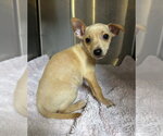 Small #2 Chihuahua Mix