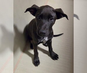 Mutt Dogs for adoption in Bakersfield, CA, USA