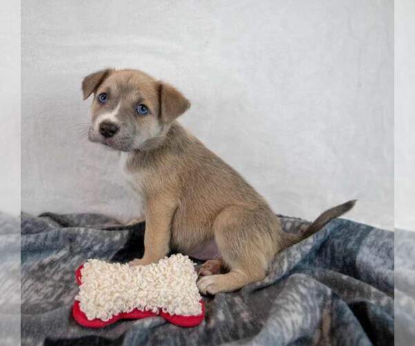 Medium Photo #3 Mutt Puppy For Sale in Kennesaw, GA, USA