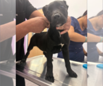 Small #17 German Shepherd Dog-Staffordshire Bull Terrier Mix