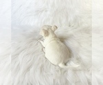 Small #5 Chihuahua