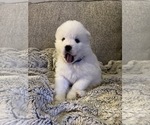 Puppy 7 Samoyed-Siberian Husky Mix