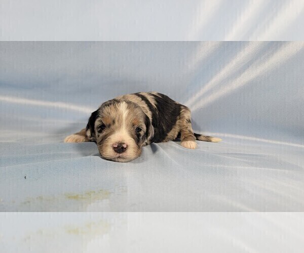 Medium Photo #8 Bernedoodle (Miniature) Puppy For Sale in BLACK FOREST, CO, USA