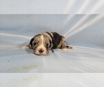 Small #7 Bernedoodle (Miniature)
